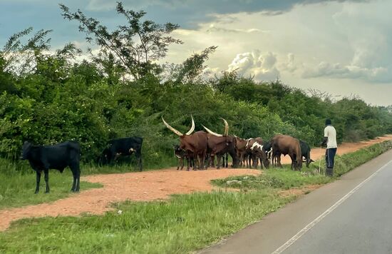 Auch so etwas sieht man unterwegs: Hausrinder
