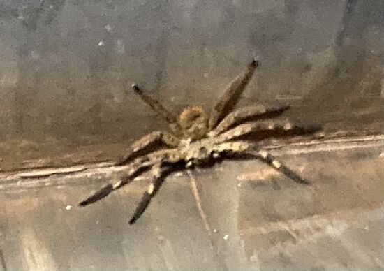 Nachteil, wenn man in der Natur wohnt: Ein nächtlicher  Besucher in der Dusche 