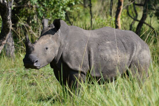 Deshalb immer schön leise und gegen den Wind nähern