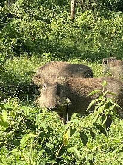 Man achte auf die tollen Frisuren der knuddeligen Gesellen….