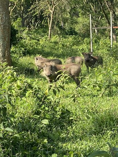 Begrüßung durch diese süßen Schweinchen….das sind „Warthog“