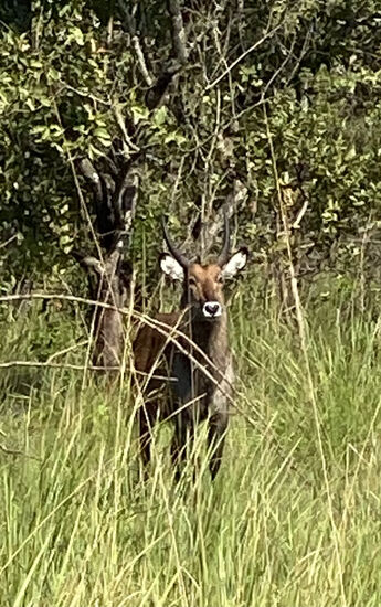 Begrüßung durch einen Waterbuck