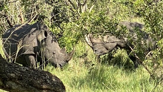 So können wir sehr nah an die Tiere heran-
