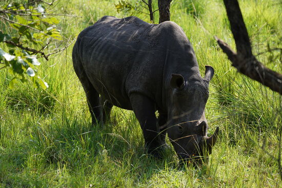 Ausgewachsene Rhinos können bis zu 1,80m groß werden und bis zu 3000kg wiegen und können tatsächlich 40-50km/h schnell sein!
