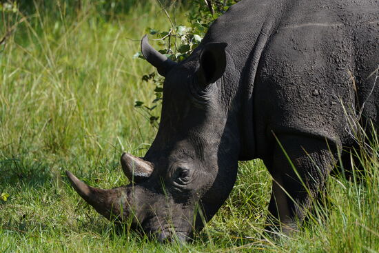 So nah bin ich diesen Tieren noch nie gewesen!