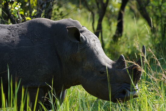 Sie sind permanent mit Fressen beschäftigt und man muss fast Glück haben, wenn sie mal aufschauen