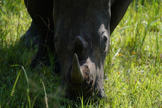 Hallo….
Die Bezeichnung „White Rhino“ bezieht sich übrigens nicht auf die Farbe, sondern ist ein Übersetzungsfehler aus dem englischen. Einfacherhalber hat man den Namen aber beibehalten
