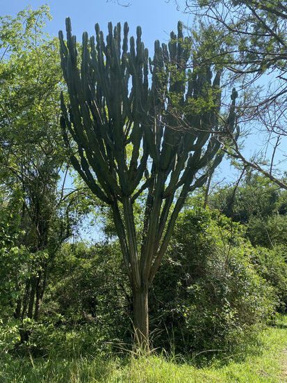 Diese Kakteenähnlichen Bäume sind sehr giftig…