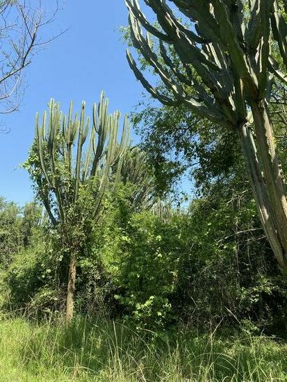 Ein Tropfen von ihrer Flüssigkeit ins Auge führt zur Erblindung