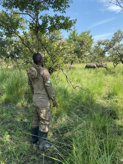 Bald sehen wir die erste Gruppe—wir erfahren, dass sie wesentlich friedlicher sind als die Kollegen aus Kenia, die schon mal ein Fahrzeug rammen