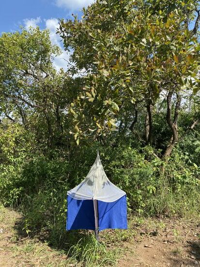Wir wundern uns über diese kleinen Zelte und unser Guide (Robert), den wir hier wieder bekommen, erklärt, dass es Fallen für die Fliegen sind, welche die Schlafkrannkheit übertragen. Es gab hier Unmengen dieser Fliegen und Infektionen.
Deswegen sind die Menschen von hier geflohen und es entstand der Nationalpark
Nun hängt man zeitweise diese Fallen auf um die Menge der Fliegen zu reduzieren.