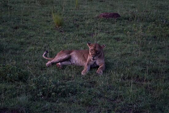 Tatsächlich auch die erste Löwin