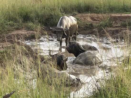Nach weiteren knapp 2 Stunden Fahrt  sehen wir die ersten „African Cap Buffalos“, die sich im Schlamm suhlen