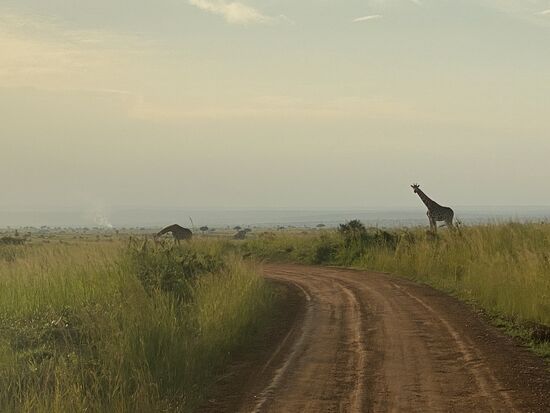 Die friedlichen Giraffen…