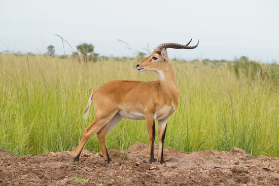 Die hübschen.“Uganda kob“