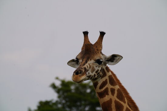 Noch mehr von den lieben Tieren