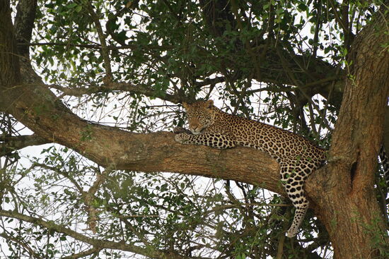 Wir sind nicht allein unterwegs- Arthur verständigt sich mit den anderen Fahrern und bringt uns zu dieser süßen Pussy…
Wenn ihr das Bild vergrößert, könnt ihr die schönen Augen sehen.