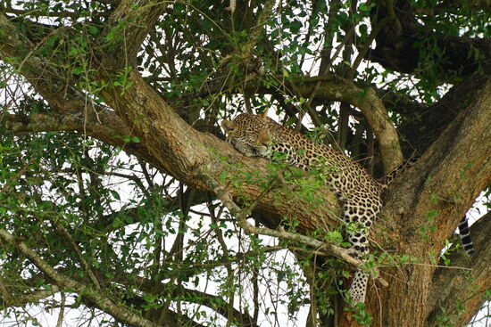 Hier hat sie die Augen geschlossen