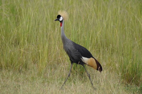 Die sind doch witzig!!!
Sie heißen „Grey crown crane“