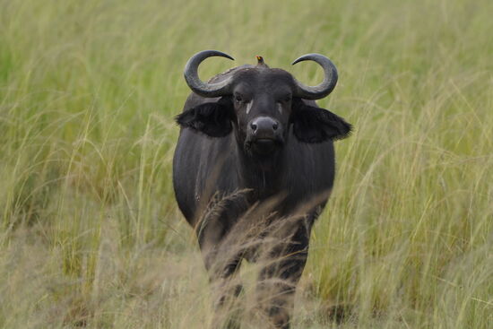 Er hat einen Vogel…