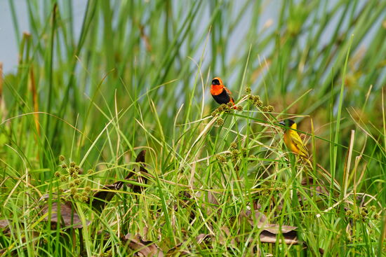 „Red Bishop“ heißt dieser hübsche Kerl