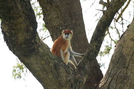 Der erste Affe heute