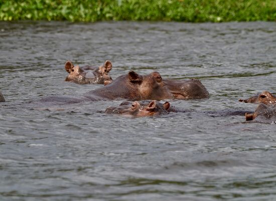 Bald sehen wir die ersten Hippos—diese süßen Tiere sind die Zweit-gefährlichsten Tiere hier in Afrika—sie greifen die Boote an und killen  viele Fischer