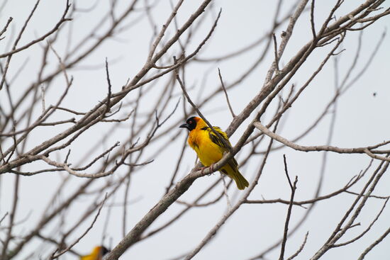 Das ist ein „Bee Eater“