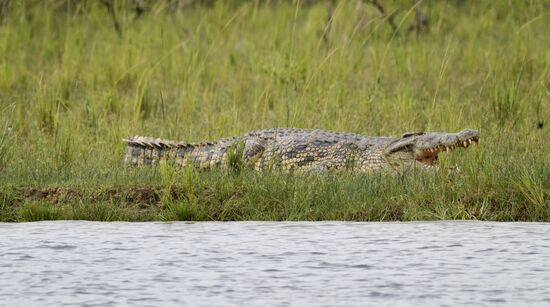 Wir sehen einige große Krokodile-dieses liegt entspannt am Fluß