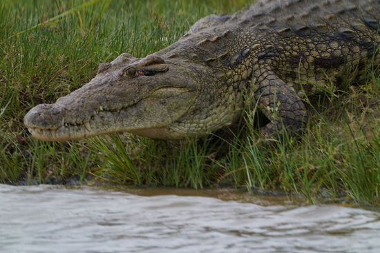 Und verschwindet dann im Wasser