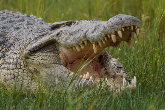 Man kann fast sehen was er gerade verspeist hat