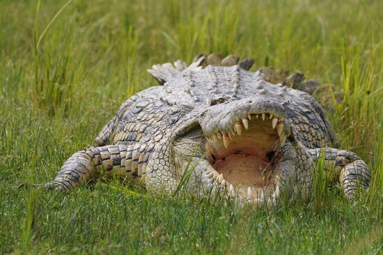 Wir fahren mit dem Boot nah heran