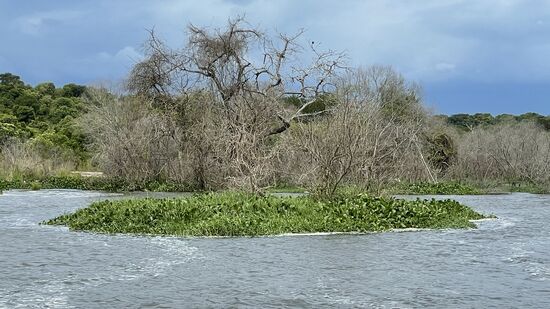 Einfach mal was Grünes….