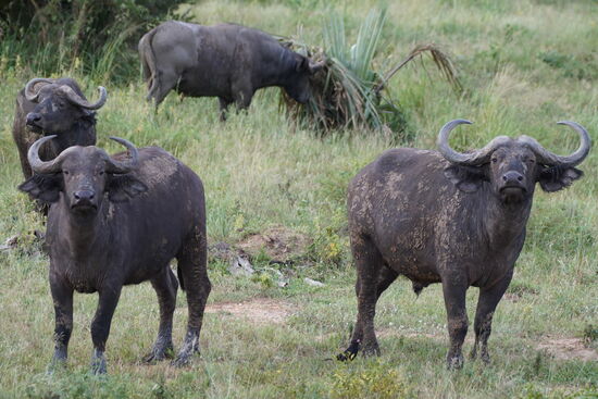 Immer wieder tolle Fotomodelle!