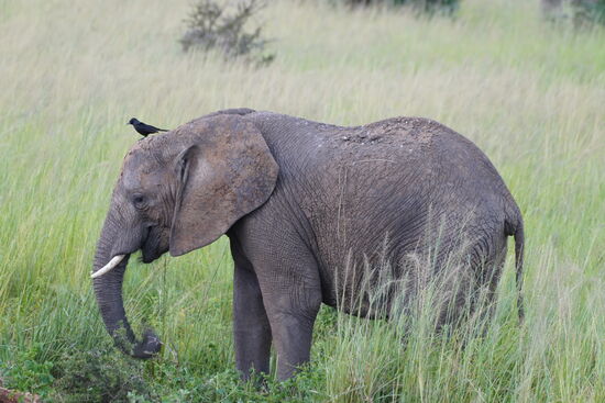 Er hat auch einen Vogel…