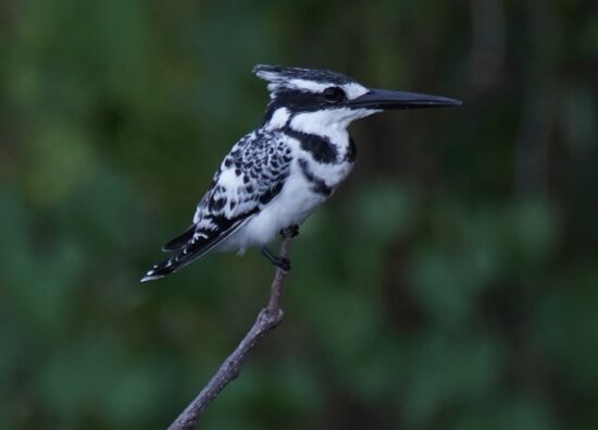 Ein „Pied Kingfisher“