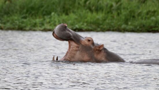 …mit aufgerissenem Maul…