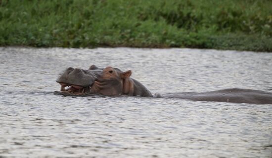 Am Ende der Fahrt sehen wir noch mal ein Hippo….