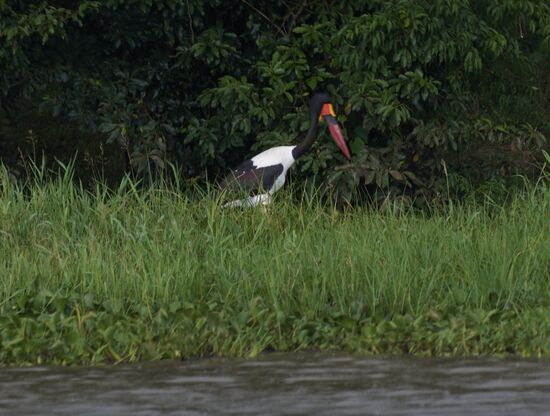 „Saddle Billed stork“