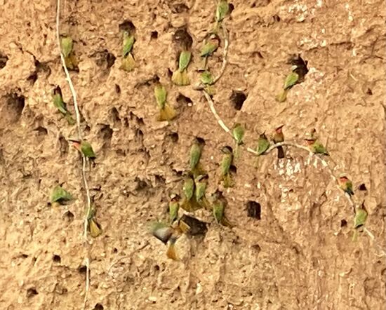 Hier habe ich mal die Wohnungen der „Bee Eater“ mit unzähligen der kleinen Vögelchen