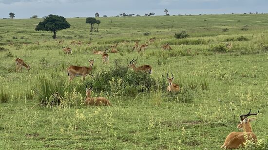 Erneuter „Game Drive“ in den Morgenstunden