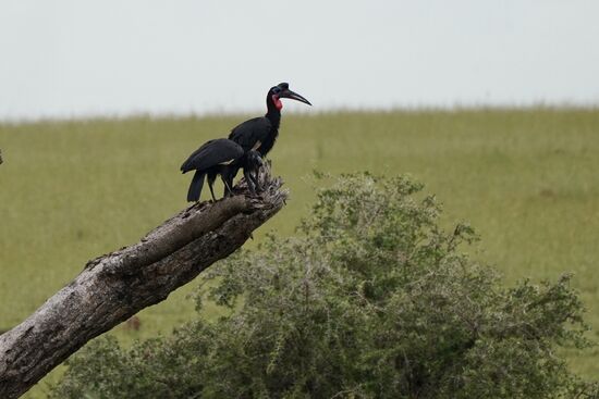 Hornbill