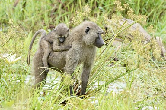 Mamas Rücken ist rutschig…