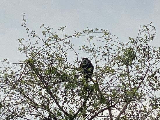 Ich nehme alles auf—hier diese Pinselschwanzaffen