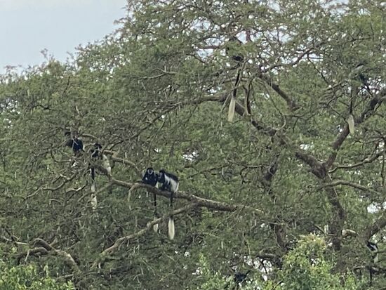 Man erkennt unschwer woher der Name kommt. 