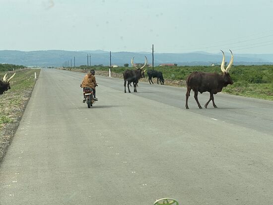 Die Tiere stehen stur auf der Straße und die Autos müssen drumherum fahren