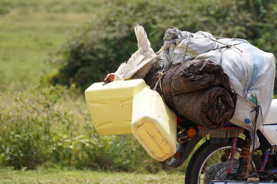 Das Huhn lebt noch..