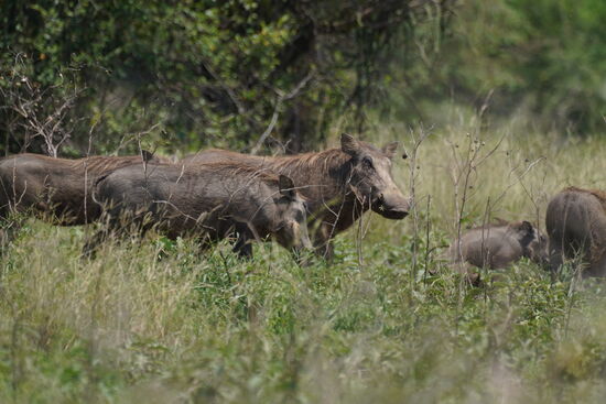 Hier gibt es meine Lieblingsschweine