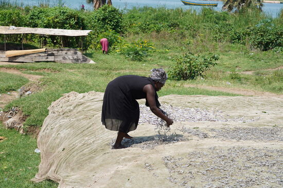 Mühselig werden hier die unzähligen kleinen Fische ausgebreitet