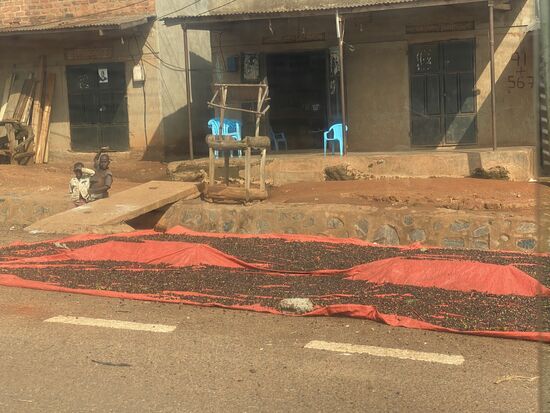Hier werden Kaffeebohnen getrocknet